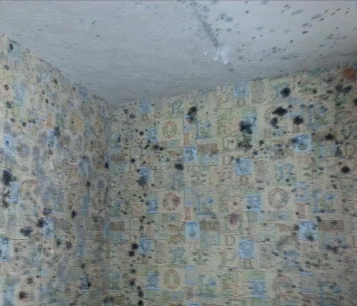 Mold on Walls in Home