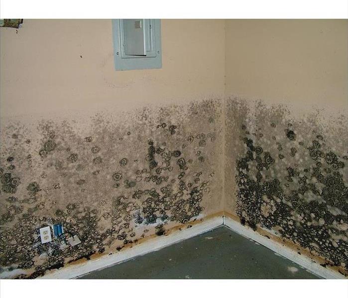 Mold on two walls of a basement, varying in color from black to green